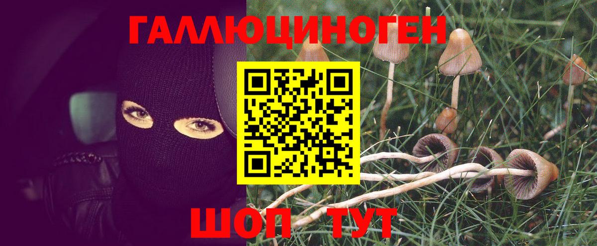 купить наркотики сайты  Псилоцибиновые грибы Psilocybine cubensis  Вход с VPN  Горячий Ключ 